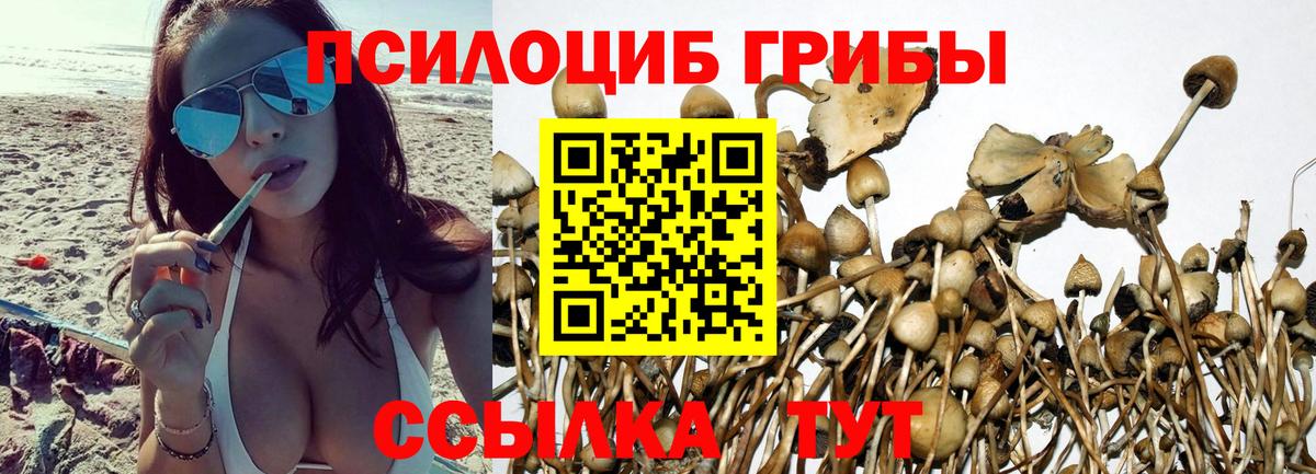 Псилоцибиновые грибы GOLDEN TEACHER Саяногорск